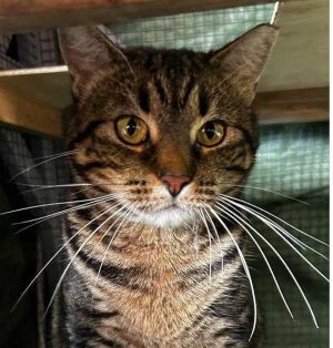 Momma Tabitha, Adult Female Domestic Short Hair