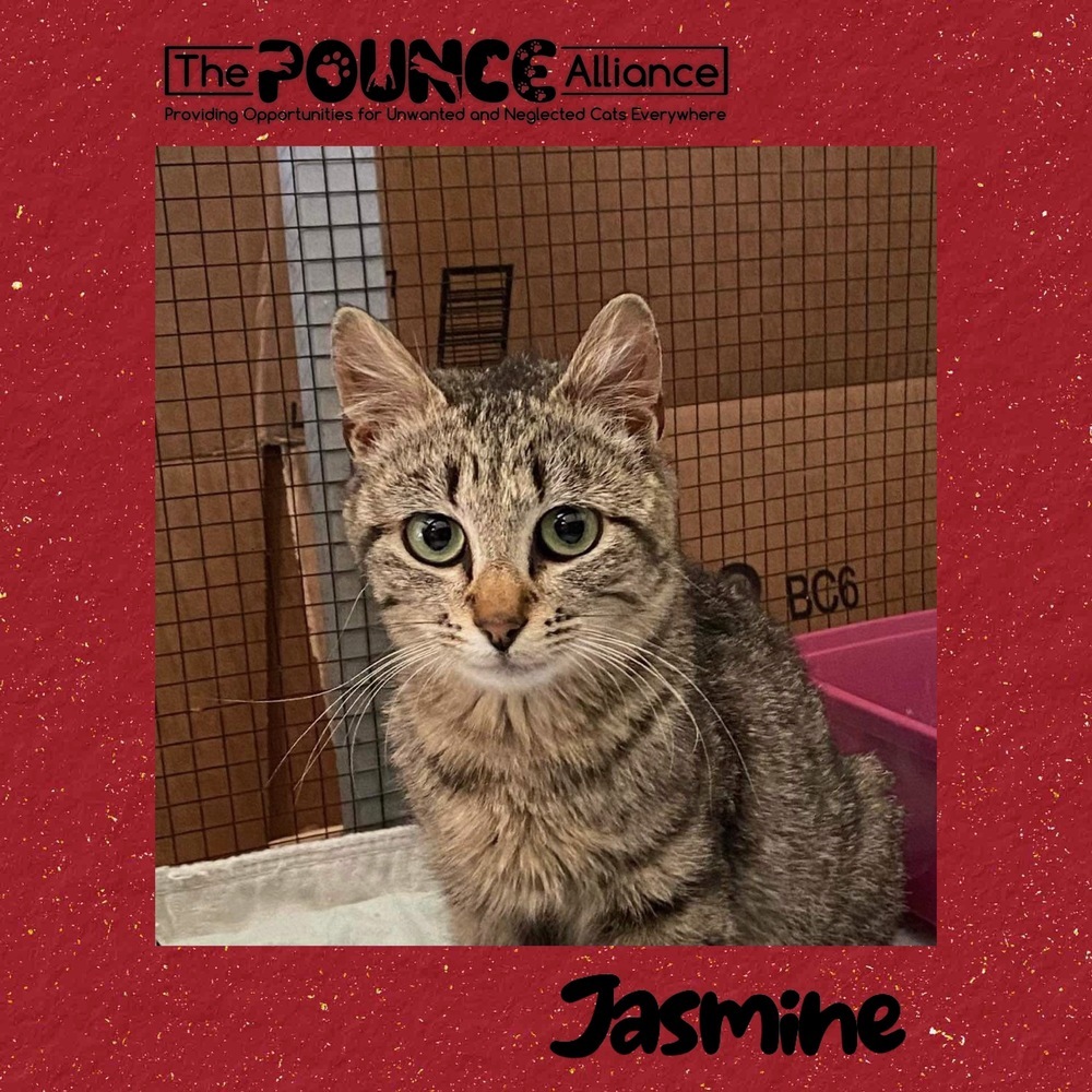 Jasmine, an adoptable Domestic Short Hair in Liberty Lake, WA, 99019 | Photo Image 1