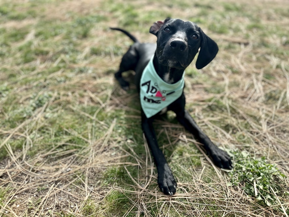 Steven, an adoptable Labrador Retriever in Liberty Lake, WA, 99019 | Photo Image 2