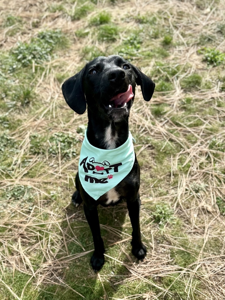 Steven, an adoptable Labrador Retriever in Liberty Lake, WA, 99019 | Photo Image 3