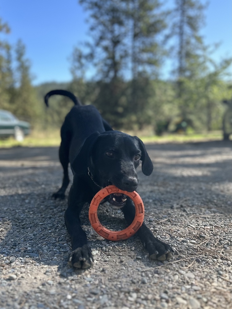 Steven, an adoptable Labrador Retriever in Liberty Lake, WA, 99019 | Photo Image 4