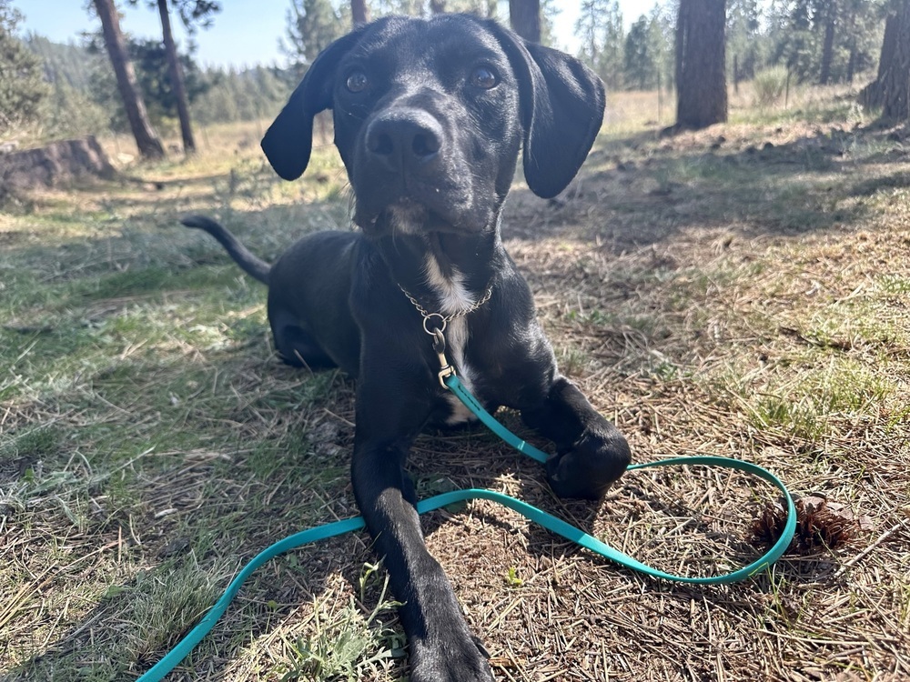 Steven, an adoptable Labrador Retriever in Liberty Lake, WA, 99019 | Photo Image 5