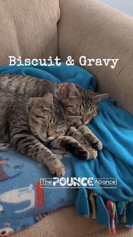 Biscuit