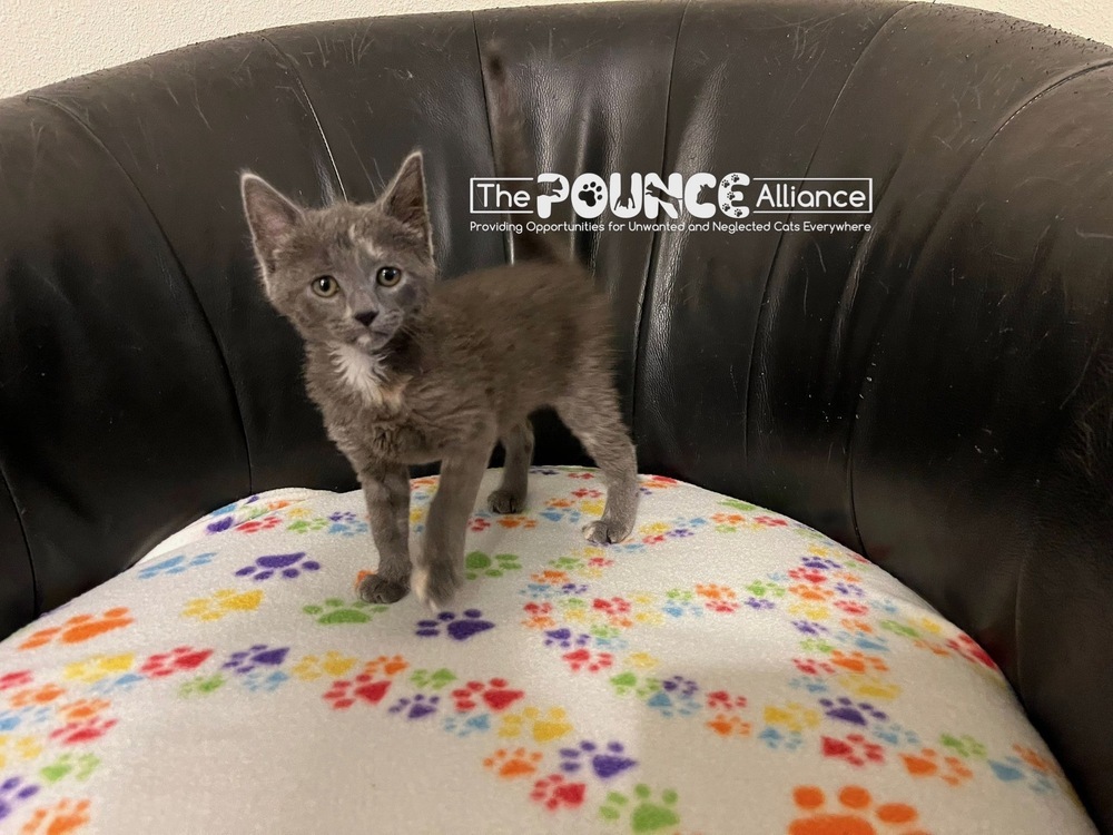 Talulah, an adoptable Domestic Short Hair in Liberty Lake, WA, 99019 | Photo Image 1