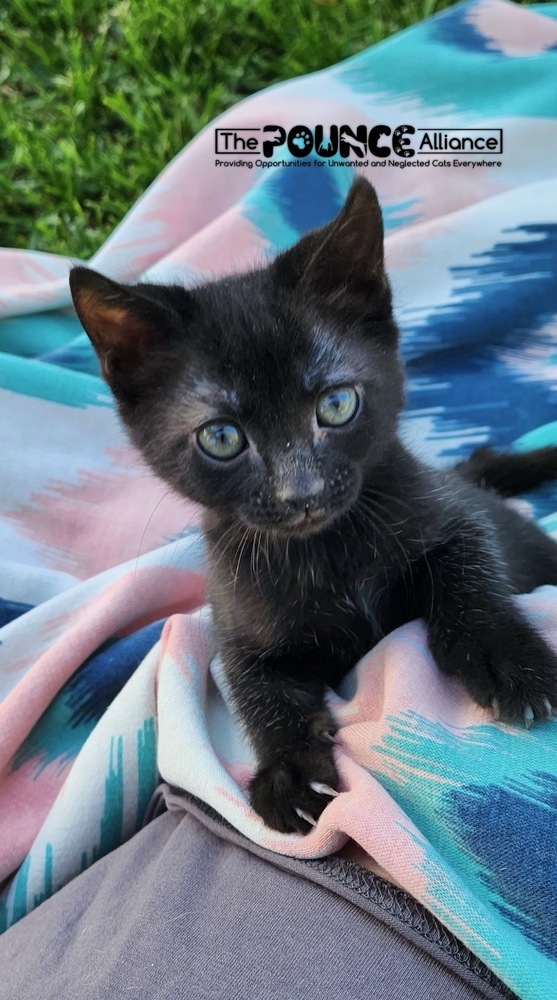 Jalapeo, an adoptable Domestic Short Hair in Liberty Lake, WA, 99019 | Photo Image 1