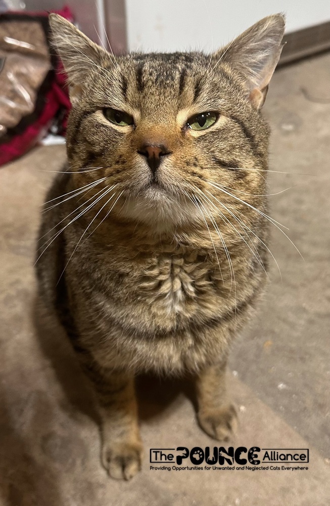 Buddy, an adoptable Domestic Short Hair in Liberty Lake, WA, 99019 | Photo Image 1