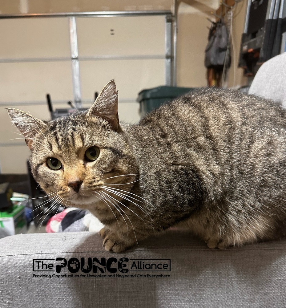 Buddy, an adoptable Domestic Short Hair in Liberty Lake, WA, 99019 | Photo Image 2