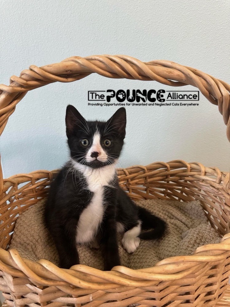 Coal, an adoptable Domestic Short Hair in Liberty Lake, WA, 99019 | Photo Image 1