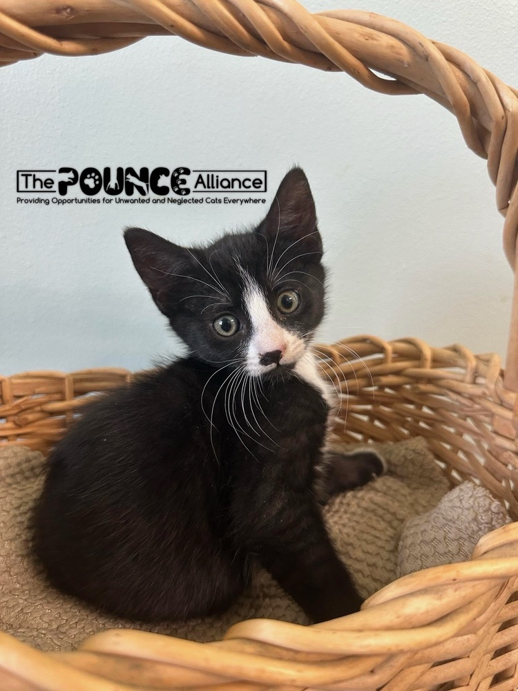 Coal, an adoptable Domestic Short Hair in Liberty Lake, WA, 99019 | Photo Image 3