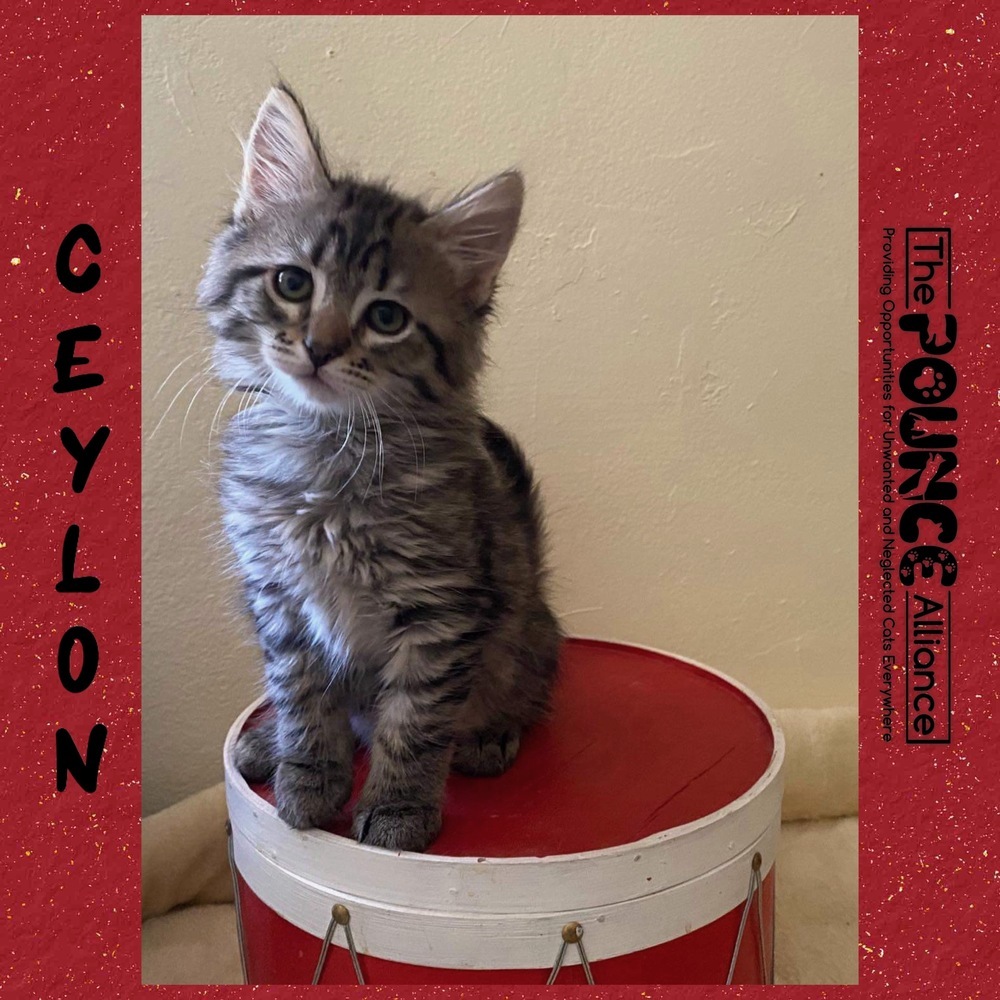 Ceylon, an adoptable Domestic Short Hair in Liberty Lake, WA, 99019 | Photo Image 1