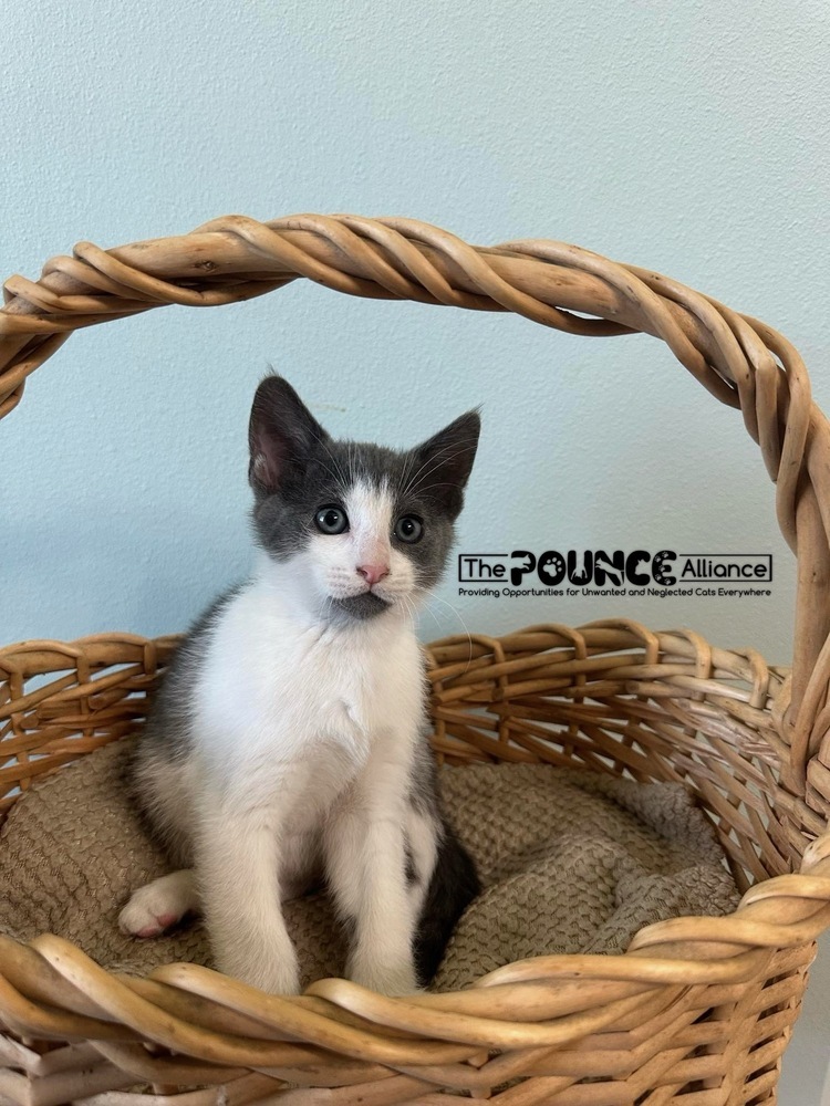 Ash, an adoptable Domestic Short Hair in Liberty Lake, WA, 99019 | Photo Image 1