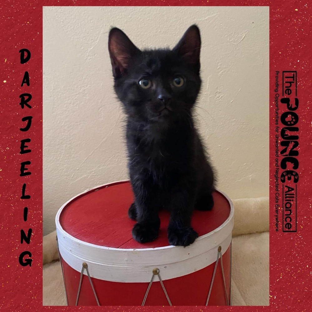 Darjeeling, an adoptable Domestic Short Hair in Liberty Lake, WA, 99019 | Photo Image 1