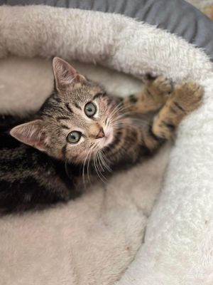 Nadia is a very cuddly sweet funny and playful kitten She gets along well with other cats