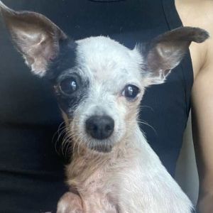 Meet Cookie This little lady may only be 7 pounds but she has a heart full of love to give