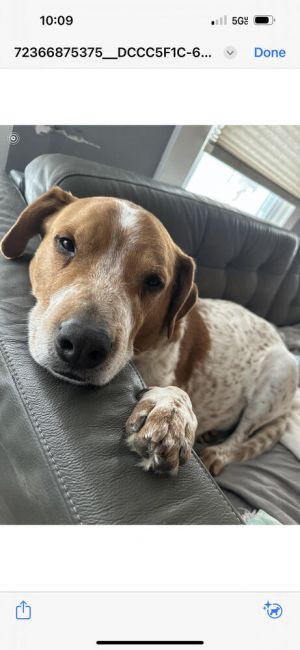 Almond is 6 12 years old and about 79 lbs He is very active dog and loves to exercise His