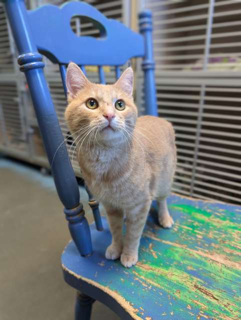 Winston, an adoptable Domestic Short Hair in Pagosa Springs, CO, 81147 | Photo Image 2