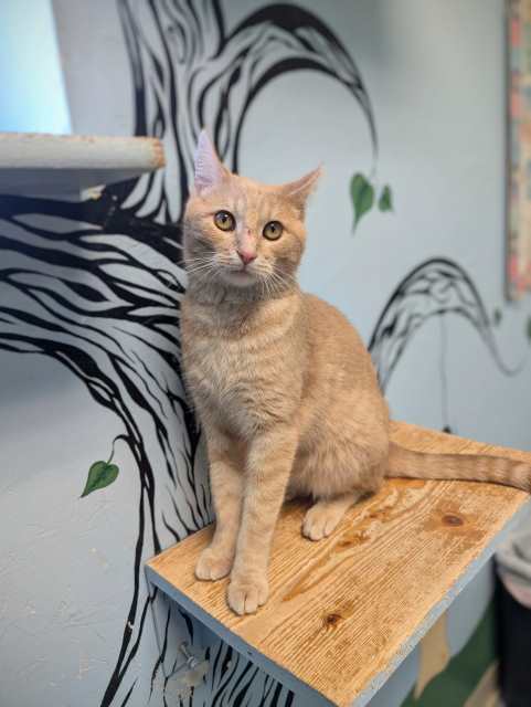 Winston, an adoptable Domestic Short Hair in Pagosa Springs, CO, 81147 | Photo Image 4