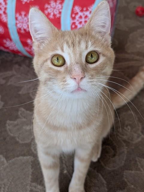 Winston, an adoptable Domestic Short Hair in Pagosa Springs, CO, 81147 | Photo Image 6