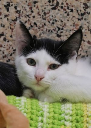 Meet Oscar and Emmy two playful but shy kittens who are bonded and care for each other deeply They