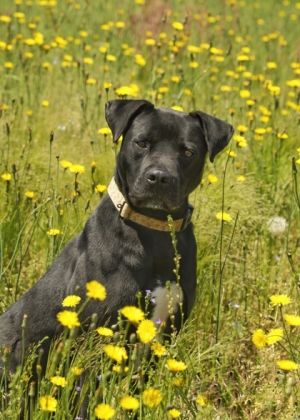 Meet Oliver a gentle two-year-old who has spent his entire life in the shelter waiting for his for