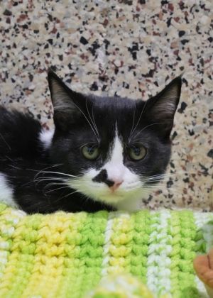 Meet Oscar and Emmy two playful but shy kittens who are bonded and care for each other deeply They