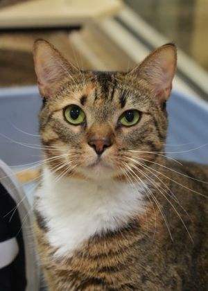 Meet Priya a regal lady with a preference for tranquility and independence With her calm demeanor 