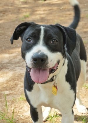 Meet Morty the charming 2-year-old mixed breed looking for his forever home With a laid-back perso