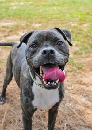 Meet Mikey a sweet seven-year-old who is looking for his forever home Mikey is extremely shy when 