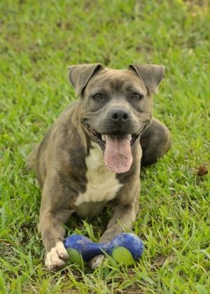 Tullamore 52223 American Staffordshire Terrier Dog