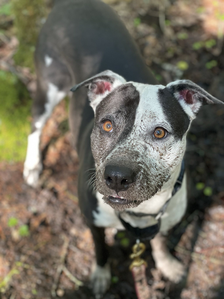 Cleo, an adoptable Boxer, Plott Hound in Trenton, ME, 04605 | Photo Image 1