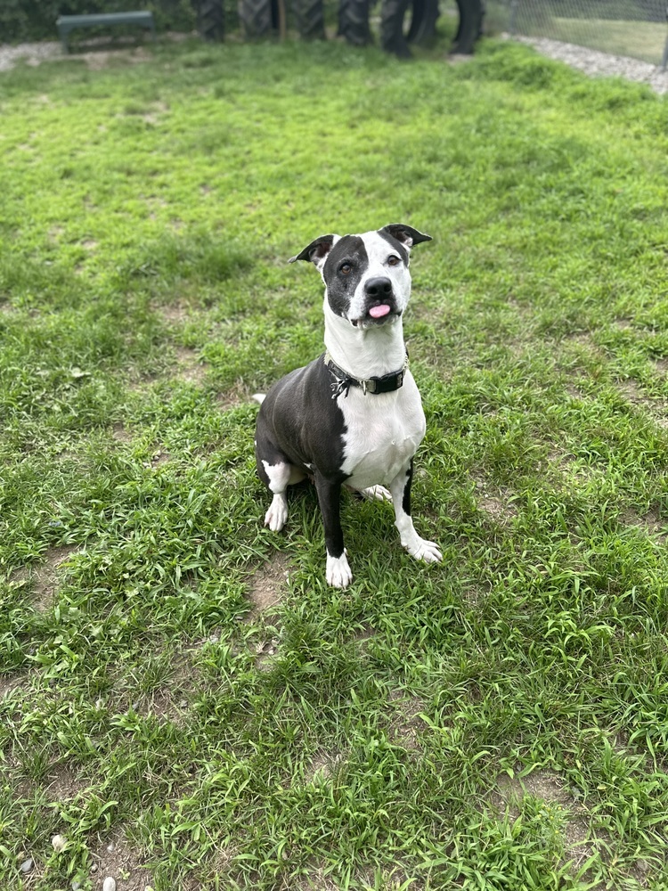 Cleo, an adoptable Boxer, Plott Hound in Trenton, ME, 04605 | Photo Image 2