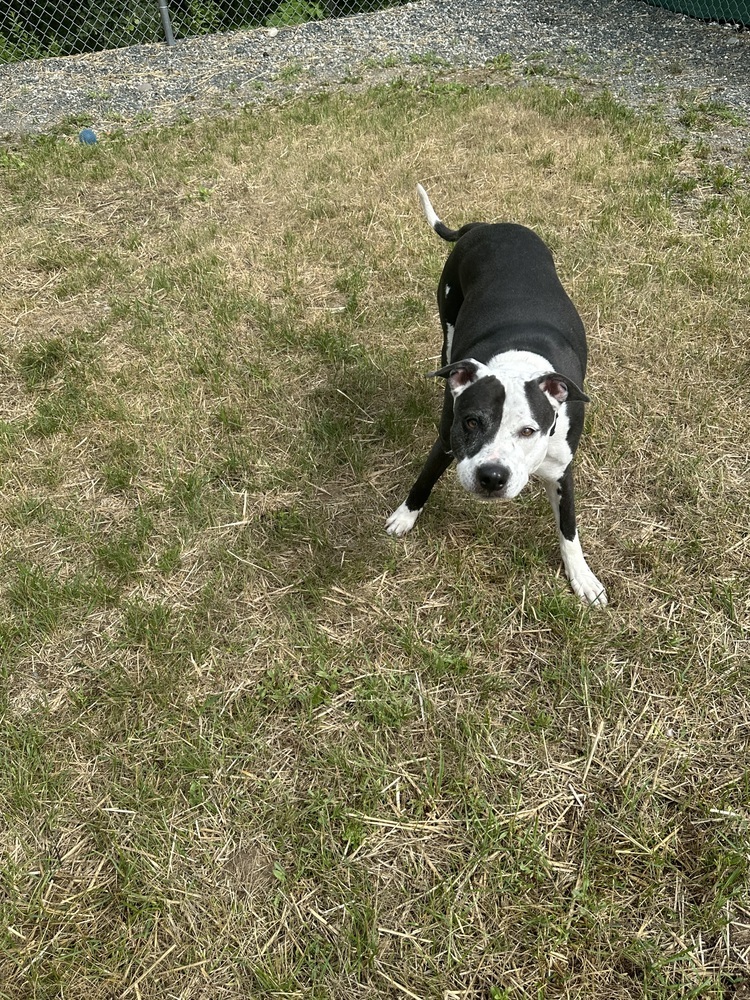 Cleo, an adoptable Boxer, Plott Hound in Trenton, ME, 04605 | Photo Image 3