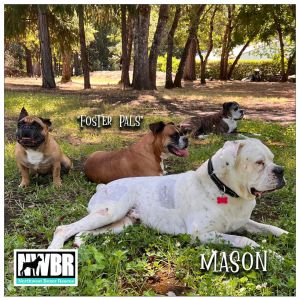 Mason Boxer Dog