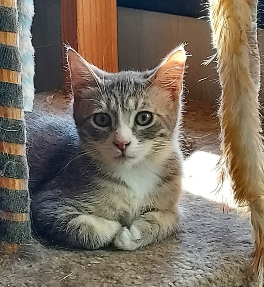 Haku, an adoptable Tabby, Domestic Short Hair in Moses Lake, WA, 98837 | Photo Image 1