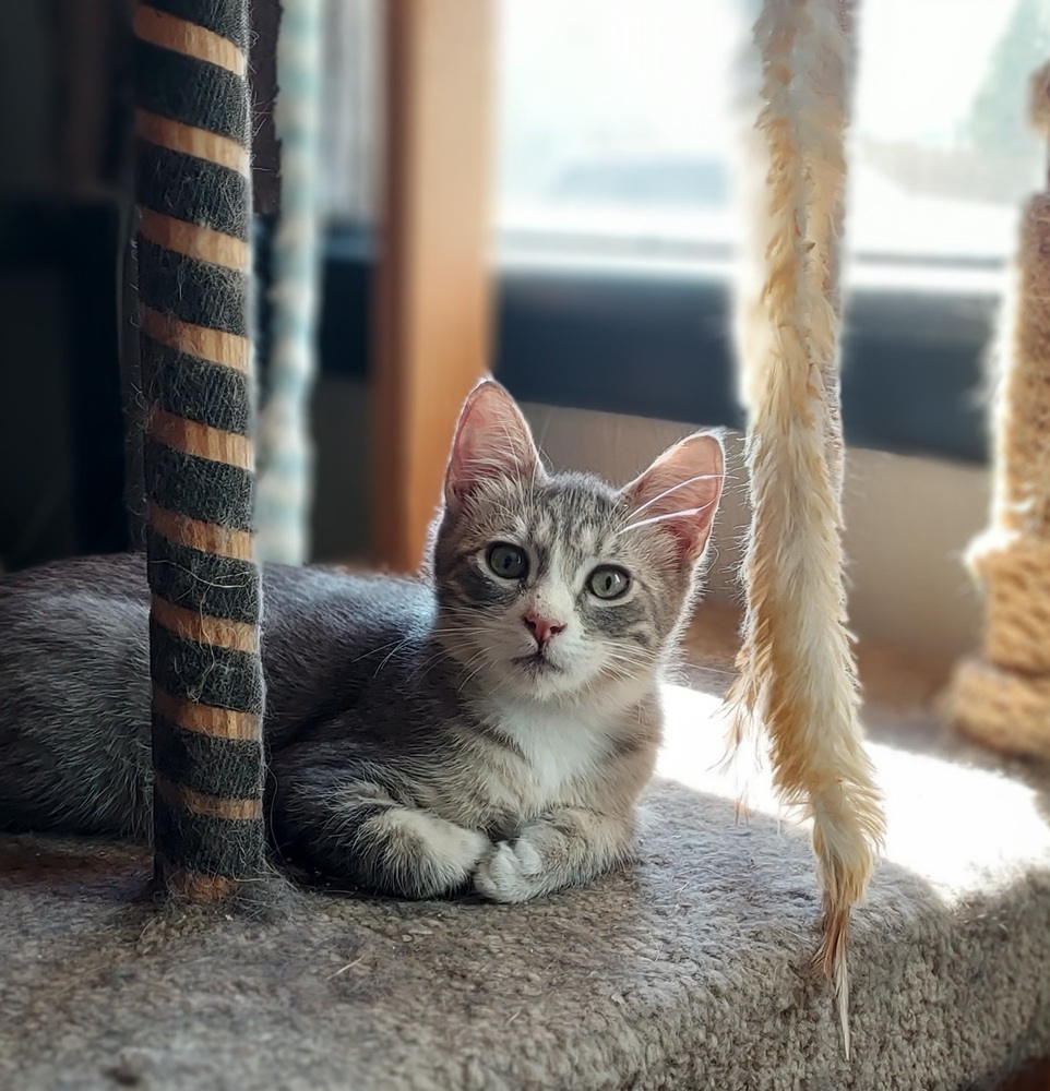 Haku, an adoptable Tabby, Domestic Short Hair in Moses Lake, WA, 98837 | Photo Image 2