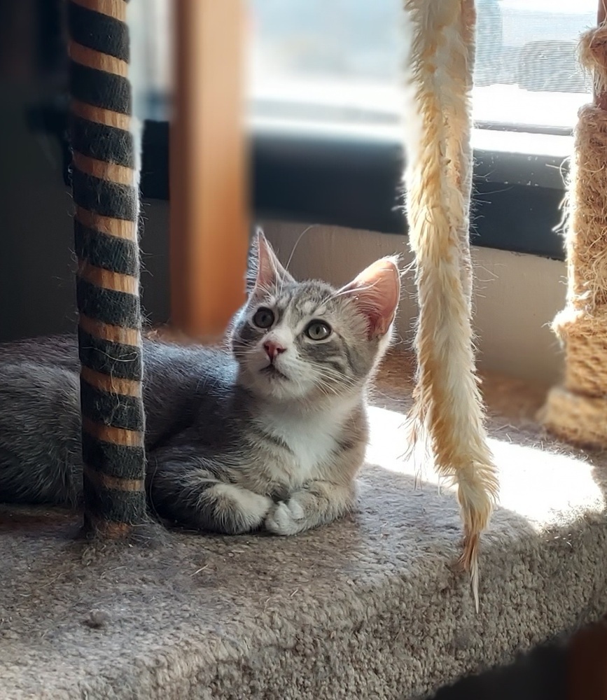 Haku, an adoptable Tabby, Domestic Short Hair in Moses Lake, WA, 98837 | Photo Image 3