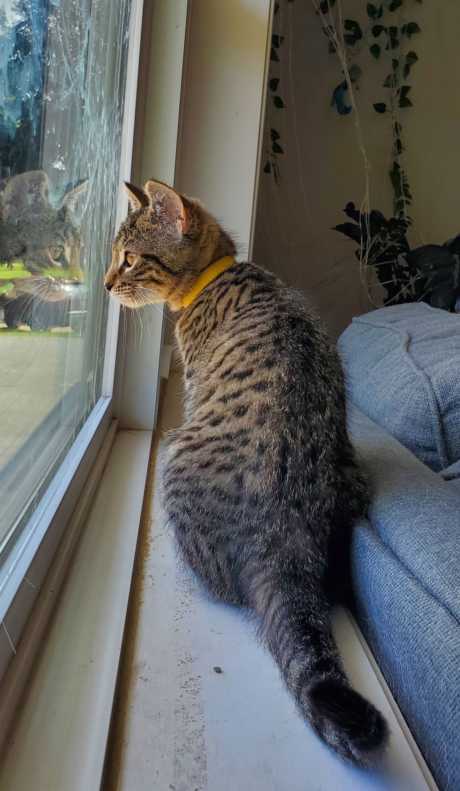 Griz, an adoptable Tabby, Domestic Short Hair in Traverse City, MI, 49686 | Photo Image 1