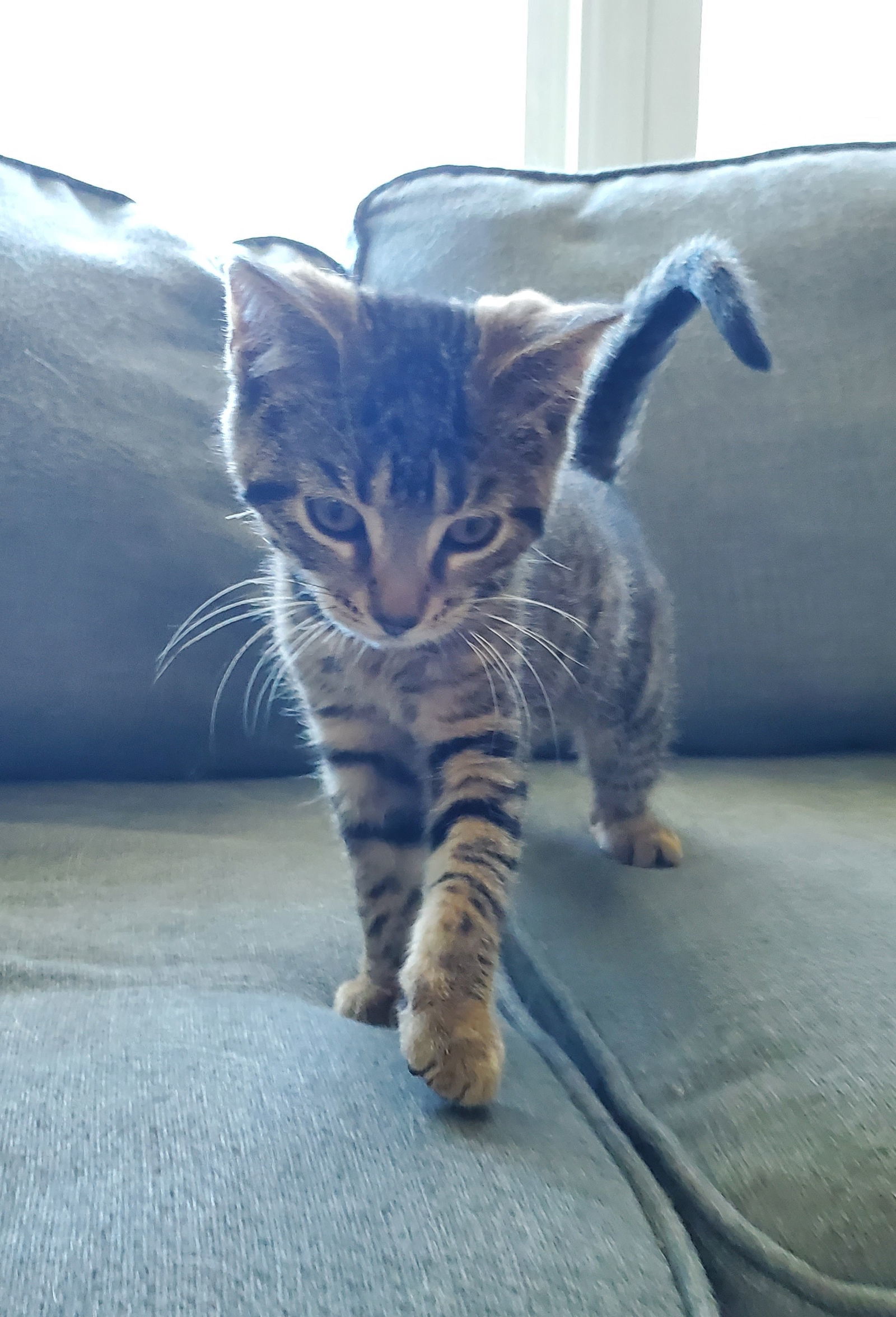 Griz, an adoptable Tabby, Domestic Short Hair in Traverse City, MI, 49686 | Photo Image 3