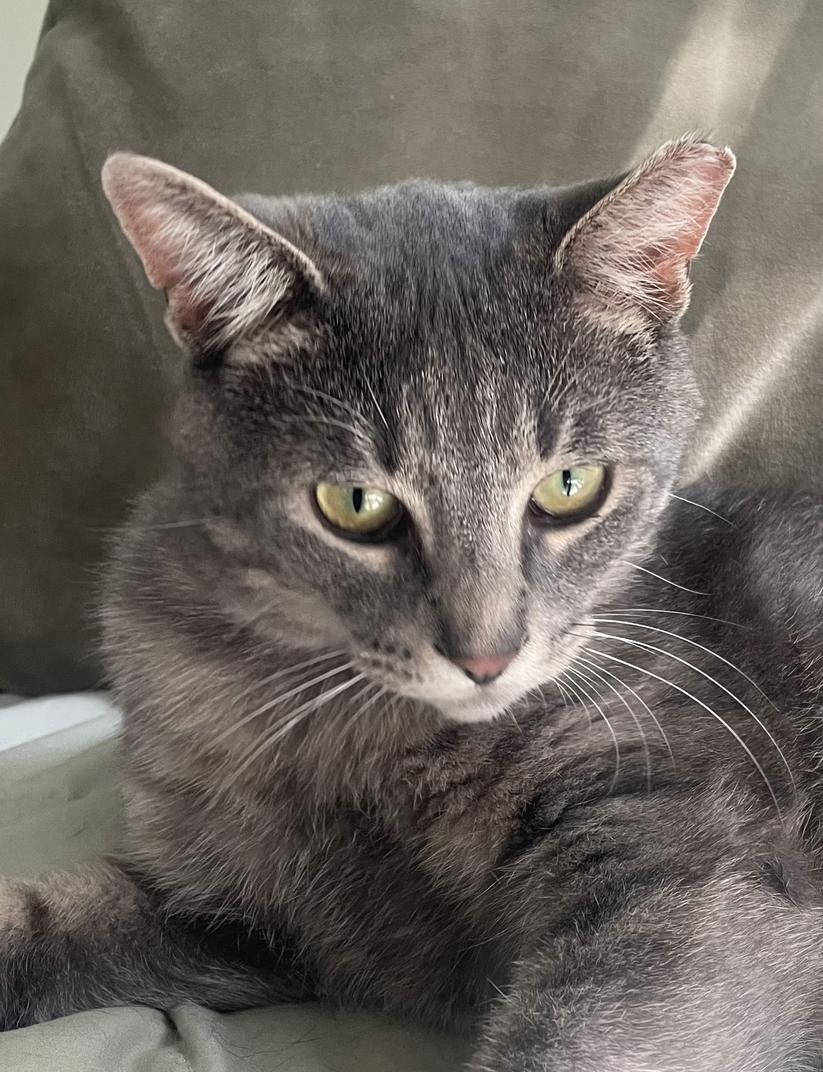 Rufus, an adoptable Tabby, Domestic Medium Hair in Traverse City, MI, 49686 | Photo Image 1