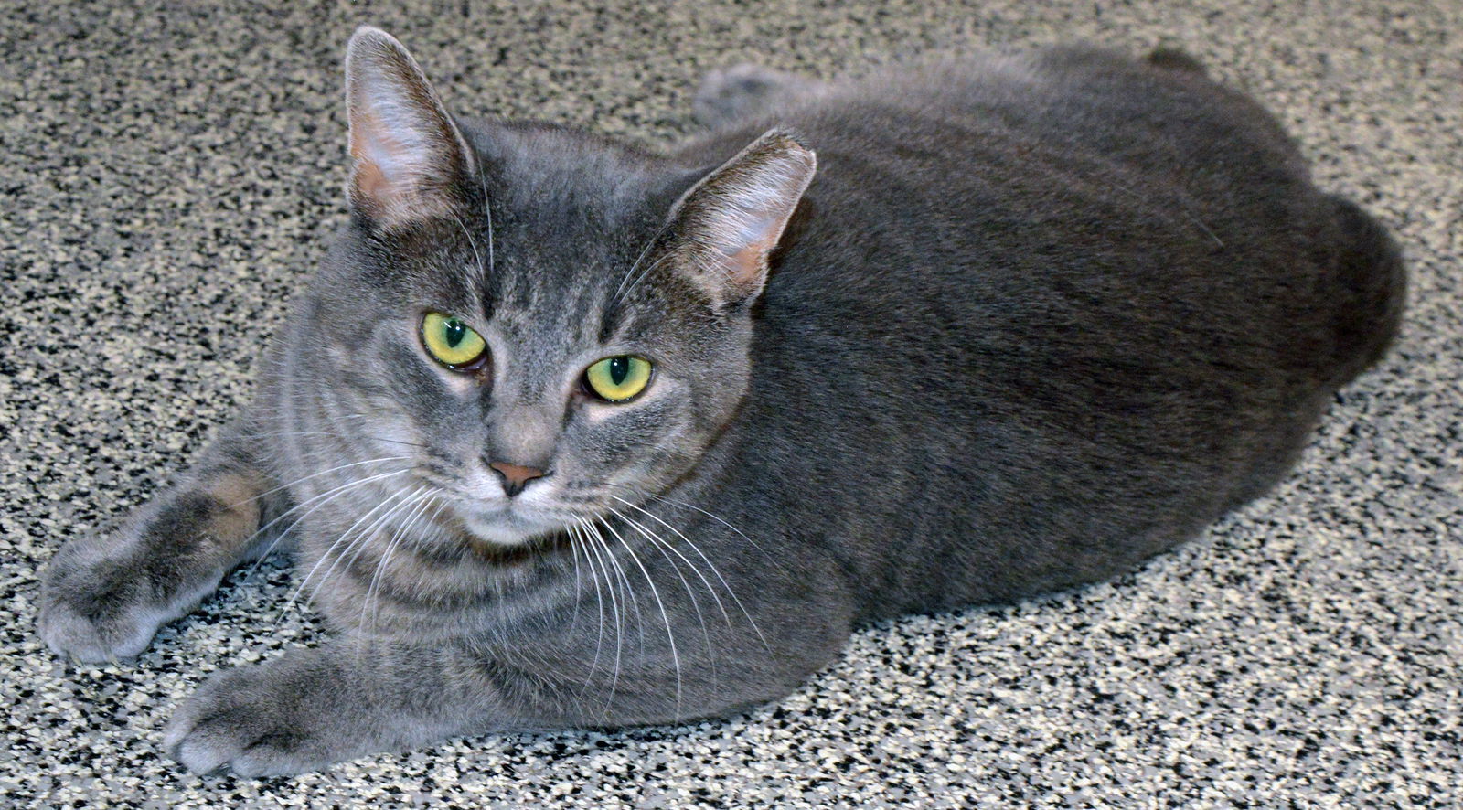 Rufus, an adoptable Tabby, Domestic Medium Hair in Traverse City, MI, 49686 | Photo Image 1