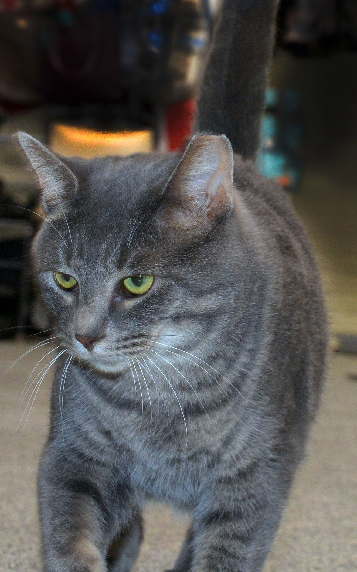 Rufus, an adoptable Tabby, Domestic Medium Hair in Traverse City, MI, 49686 | Photo Image 2