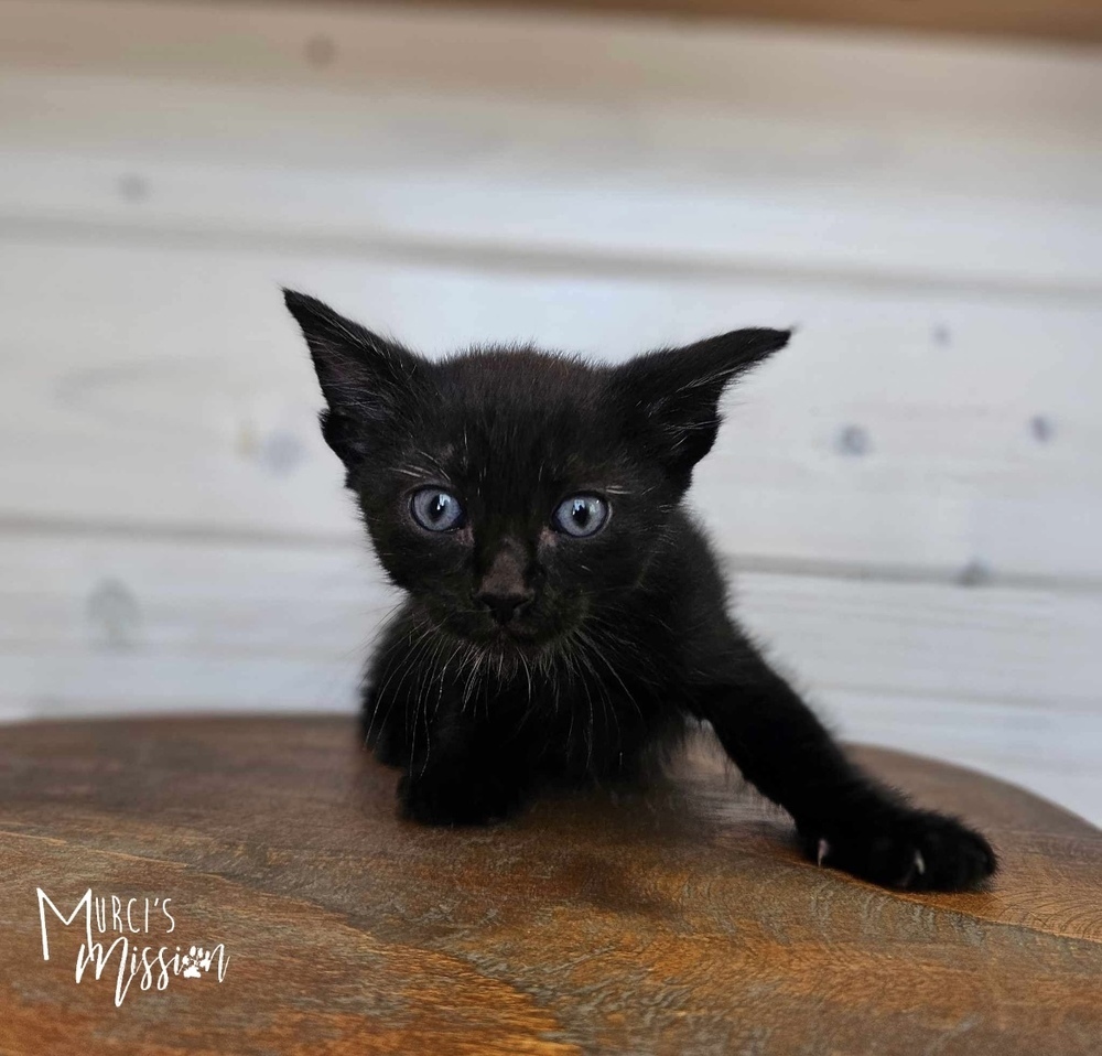 Benedict, an adoptable Domestic Short Hair in Spokane , WA, 99209 | Photo Image 1