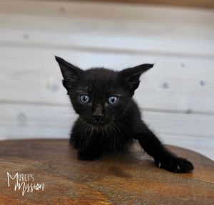 Benedict Domestic Short Hair Cat