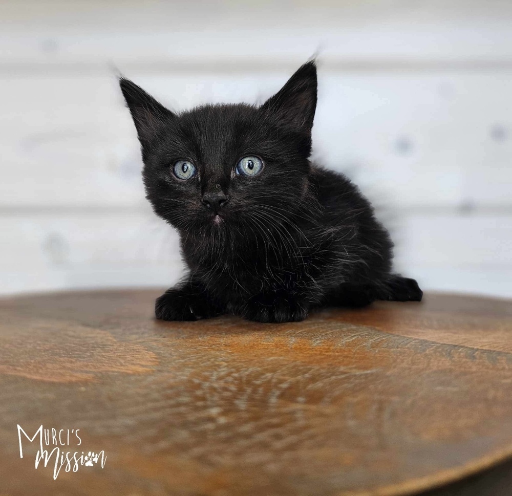 Colin, an adoptable Domestic Short Hair in Spokane , WA, 99209 | Photo Image 1