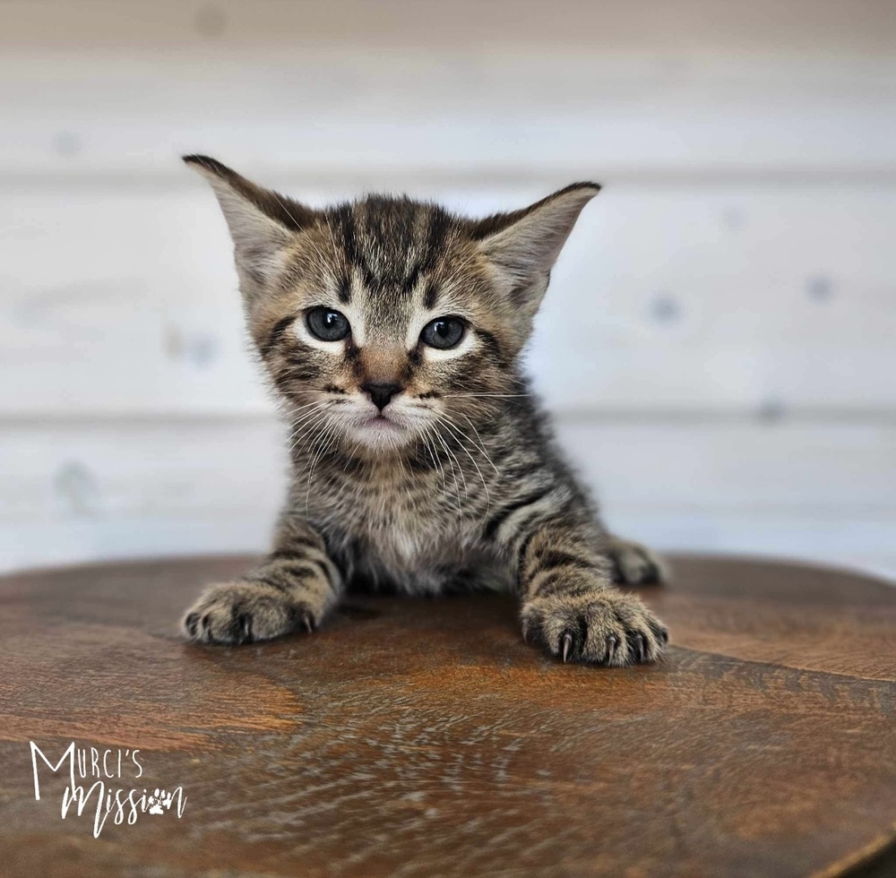 Anthony, an adoptable Domestic Short Hair in Spokane , WA, 99209 | Photo Image 1