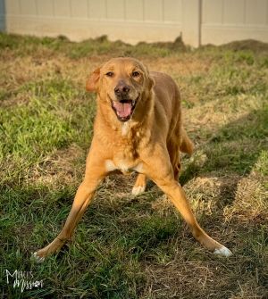 Portia Mixed Breed Dog