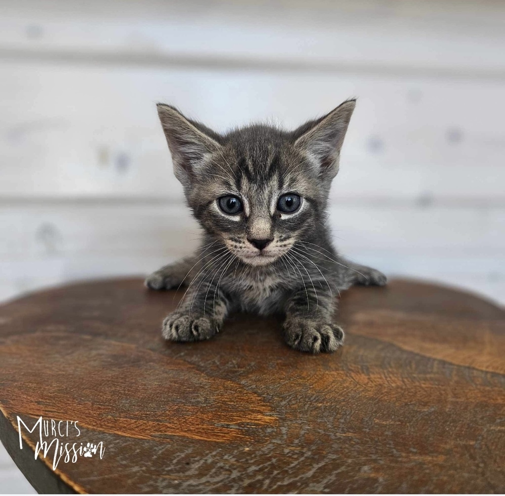 Gregory, an adoptable Domestic Short Hair in Spokane , WA, 99209 | Photo Image 1