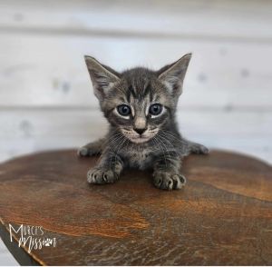 Gregory Domestic Short Hair Cat