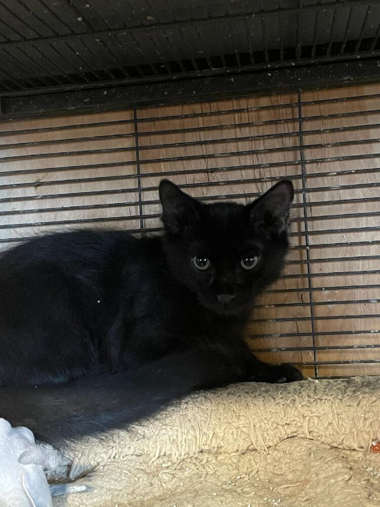 Barney, an adoptable Domestic Long Hair in Thatcher, AZ, 85552 | Photo Image 1