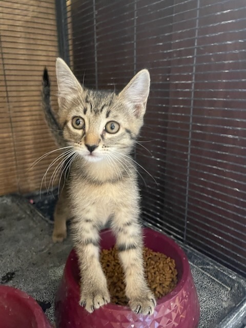 Chippy, an adoptable Domestic Short Hair in Thatcher, AZ, 85552 | Photo Image 1